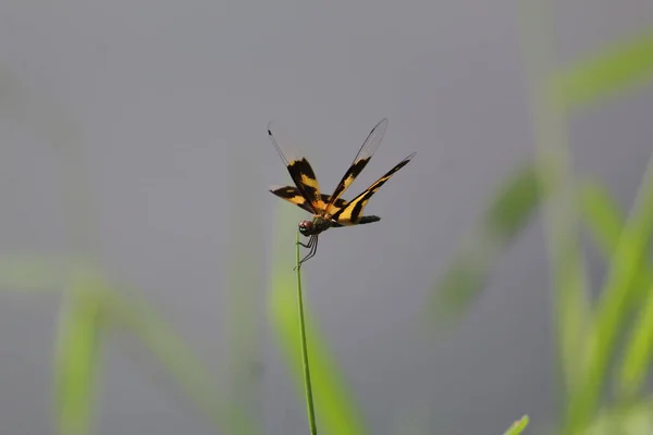 Egy Változatos Szárnyú Szitakötő Rhyothemis Variegata Makrója Egy Levélen — Stock Fotó