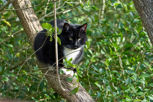 Detailní Záběr Kočky Smokingu Sedící Větvi Stromu — Stock fotografie
