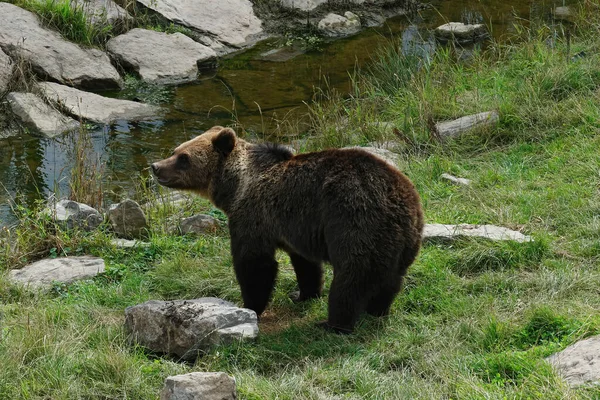 Gros Plan Sur Ours Brun Adulte Ursus Arctos Sur Herbe — Photo