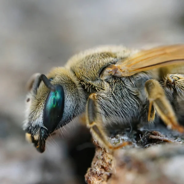 Подробный Крупный План Самки Пчелы Mealy Metallic Furrow Vestitohalictus Pollinosus — стоковое фото