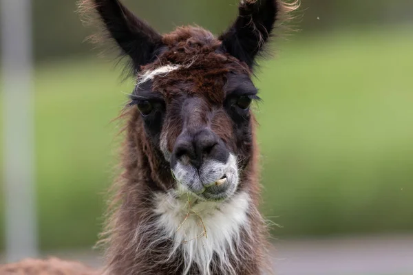 Closeup Shot Llama — Stock Photo, Image