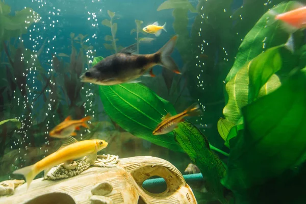 Een Close Opname Van Tropische Vissen Zwemmen Een Aquarium — Stockfoto