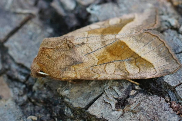 Closeup Brown Potato Skin Borer Moth Hydraecia Micacea Piece Wood — Stock Photo, Image