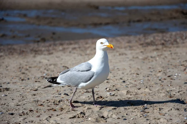 Vit Mås Sanden Vid Stranden — Stockfoto