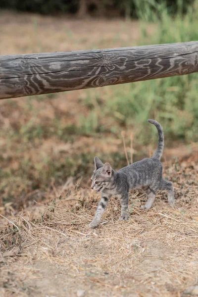 Egy Függőleges Felvétel Egy Szürke Macskáról Amint Mezőn Sétál — Stock Fotó