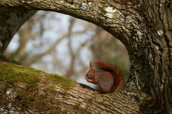 Een Kant Uitzicht Opname Van Een Schattige Bruine Eekhoorn Zittend — Stockfoto