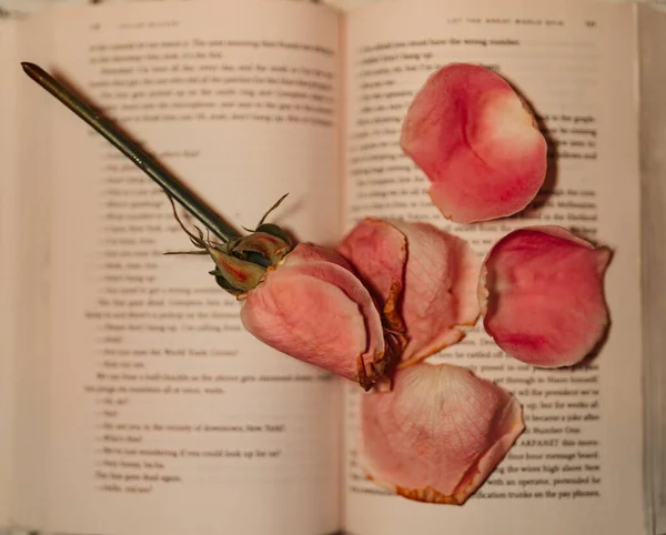 Açık Bir Kitaptaki Güzel Pembe Gül Yapraklarının Yakın Plan Çekimi — Stok fotoğraf