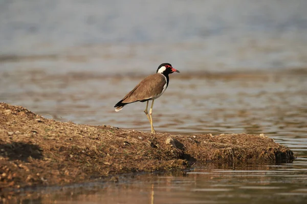 Balanceo Alas Rojas Posado Sobre Una Roca Lago — Foto de Stock