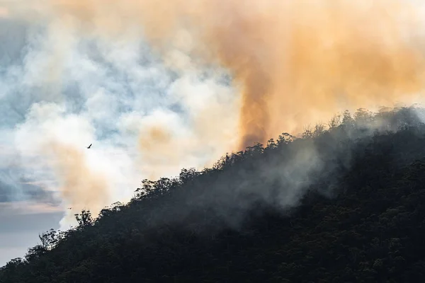 Птица Летящая Над Лесным Пожаром Тасмании Австралия — стоковое фото