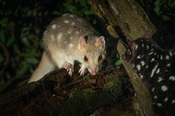 Brun Noir Quolls Orientaux Dans Zoo — Photo