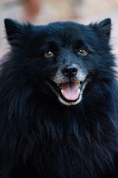 黒い犬の縦の肖像画 — ストック写真