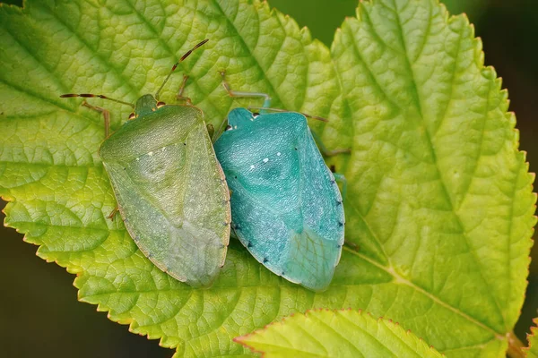 Closeup Different Color Morphs Adult Southern Green Shiedlbugs Nezara Virudula — Stock Photo, Image