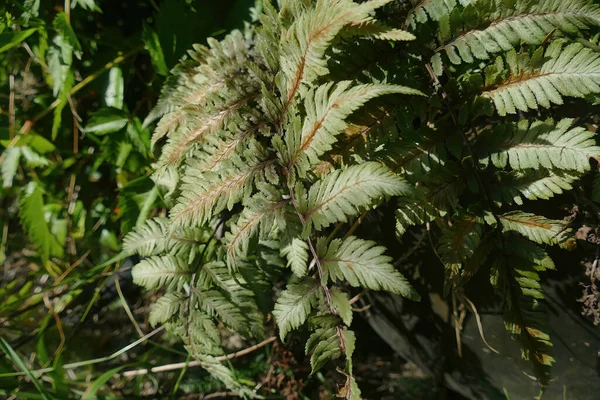 Closeup Shot Wood Fern Leaves Growing Garden Sunny Day Seattle — Stock Photo, Image