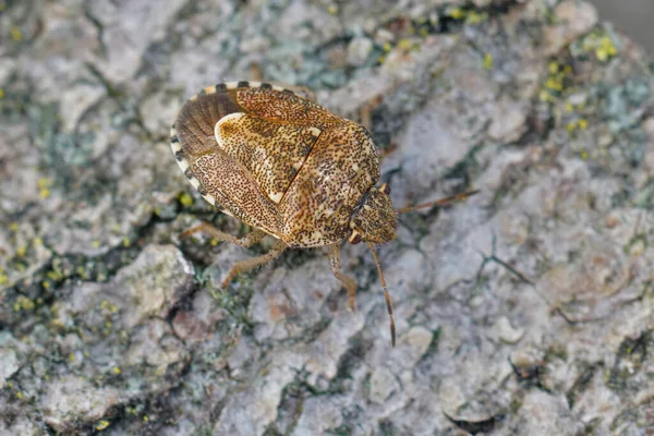 Primer Plano Pequeño Insecto Escudo Color Marrón Staria Lunata Pedazo — Foto de Stock