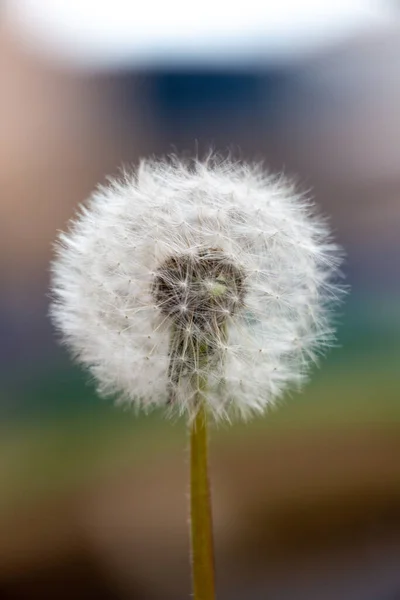 Disparo Vertical Diente León —  Fotos de Stock