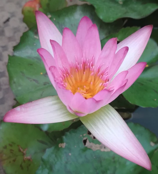 Gros Plan Nénuphar Rose Fleurissant Dans Parc Lumière Jour — Photo