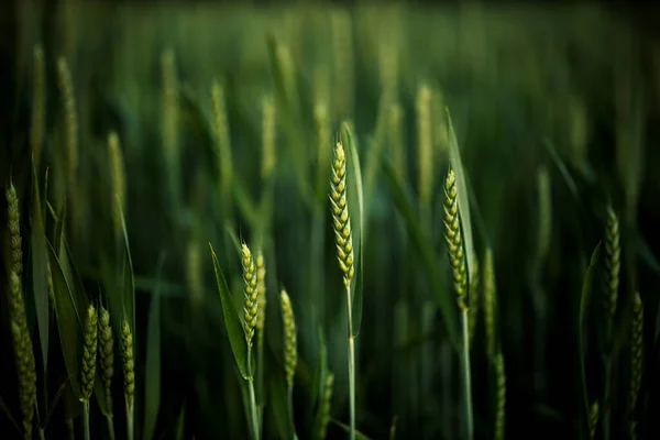 Une Mise Point Sélective Champ Céréales Dans Beaux Tons Verts — Photo