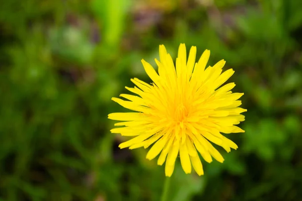Closeup Shot Yellow Dandelion Growing Field — Stock Photo, Image