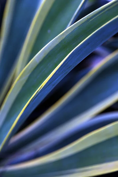 Disparo Vertical Hojas Verdes Una Planta — Foto de Stock