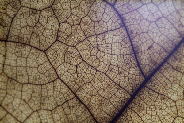 Kuru Bir Yaprağın Detaylarını Yakından Çek — Stok fotoğraf