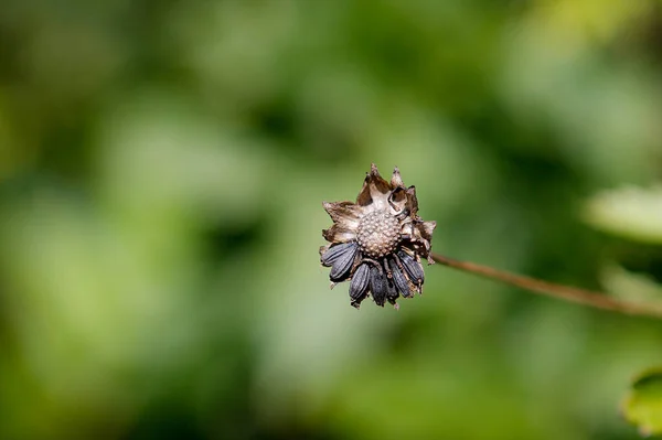 Макрознімок Насіння Польової Квітки Зеленому Розмитому Фоні — стокове фото