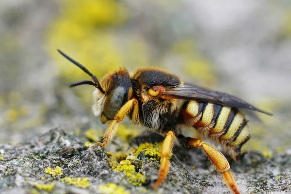 Zijdelingse Close Van Een Vrouwtje Van Grohmann Yellow Resin Bee — Stockfoto