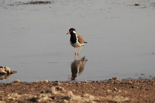 Primer Plano Ave Vanellus Indicus Lago — Foto de Stock