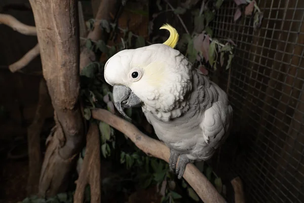 Primer Plano Una Cacatúa Cresta Azufre Zoológico — Foto de Stock