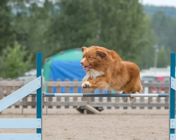 ノバスコシアダックトロールレトリバー犬は敏捷性競争の敏捷性のハードルを飛び越えて — ストック写真
