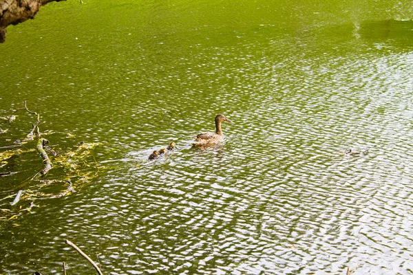 Eine Aufnahme Einer Ente Die Mit Ihren Entchen Einem See — Stockfoto