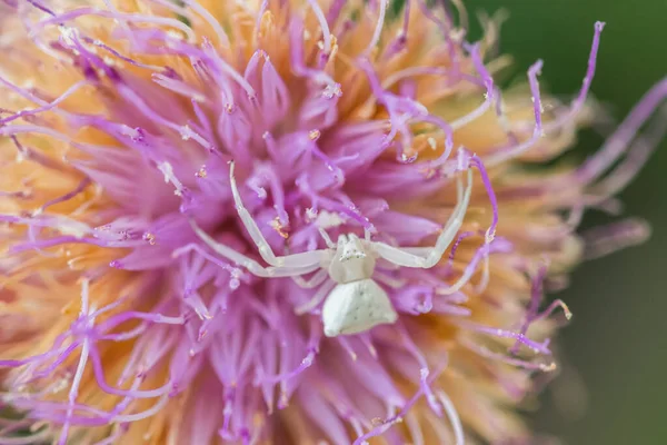 White Humped Crab Spider Thomisus Onustu Maltese Rock Centaury Flower — 스톡 사진