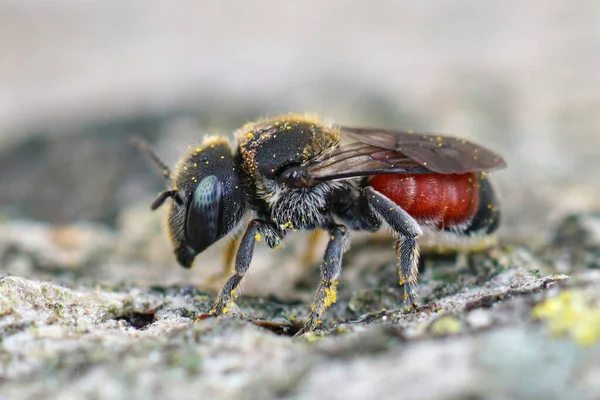 Close Uma Fêmea Raro Caracol Vermelho Sheel Mason Bee Osmia — Fotografia de Stock