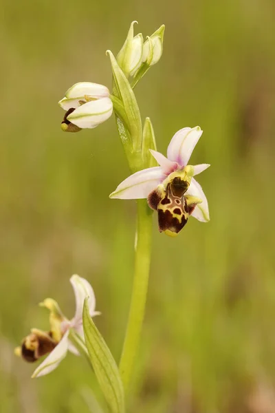 Primer Plano Una Planta Completa Orquídea Abeja Woodcock Ophrys Scolopax —  Fotos de Stock