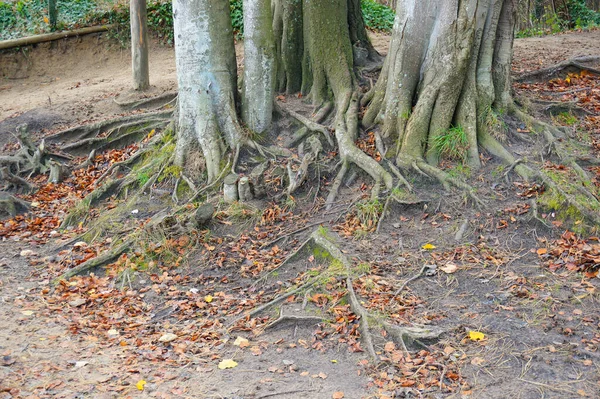 Tiro Das Raizes Fundo Das Árvores Que Crescem Parque — Fotografia de Stock