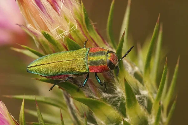Closeup Colorful Jewel Beetle Gard Anthaxia Hungarica Sitting Thistle — Stock Photo, Image