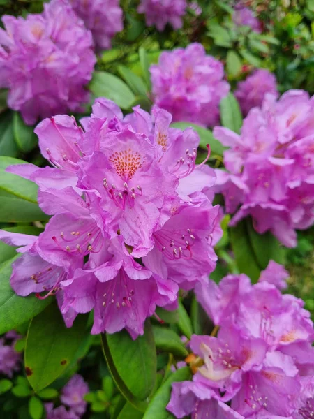 Disparo Las Hermosas Flores Púrpuras Creciendo Forma Ramo Jardín —  Fotos de Stock