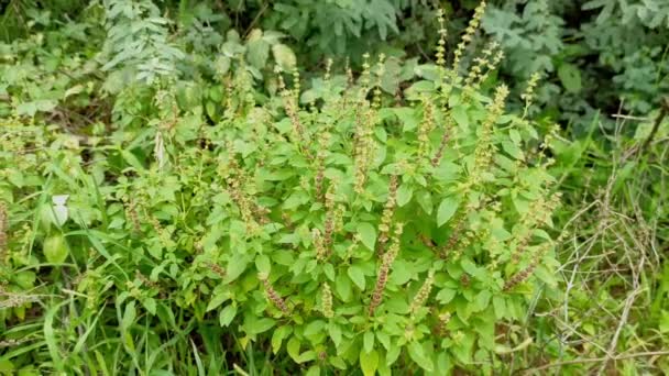 Fond Plantes Vertes Dans Forêt — Video