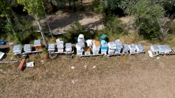 Koncepcja Pszczelarstwa Materiał Filmowy Drewnianych Uli — Wideo stockowe