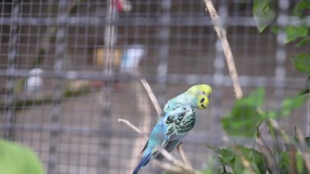 Green Parrot Sitting Branch — Stock Video