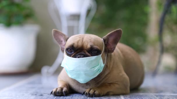 Hund Mit Maske Und Schützendem Gesicht Hintergrund Eines Virus — Stockvideo