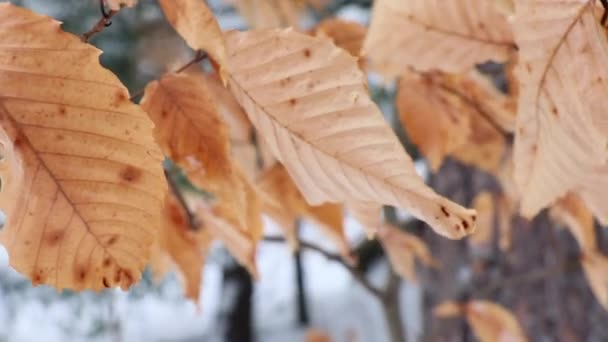 Herfstbladeren Het Bos — Stockvideo