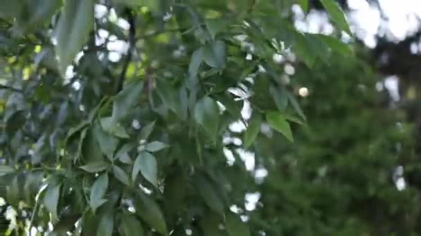 Зелене Листя Флора Природа — стокове відео