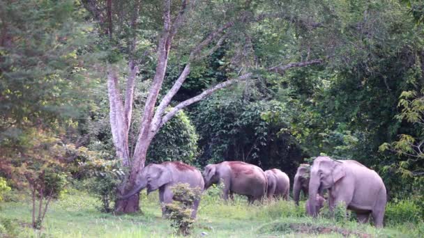 Ένα Κοπάδι Ελεφάντων Στη Σαβάνα Του Κένυα — Αρχείο Βίντεο