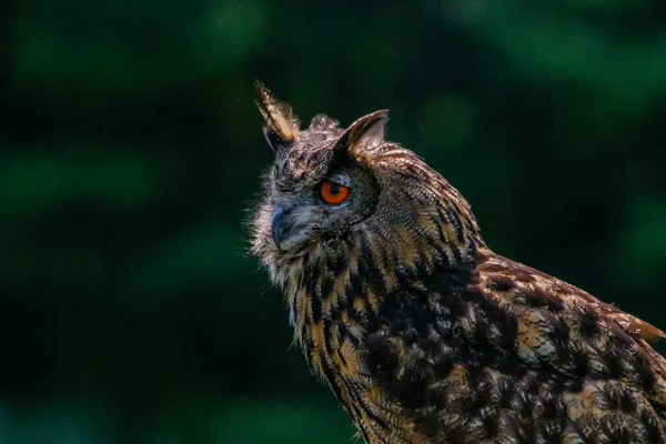 Szelektív Eurázsiai Sas Bagoly Bubo Bubo Növényzet — Stock Fotó