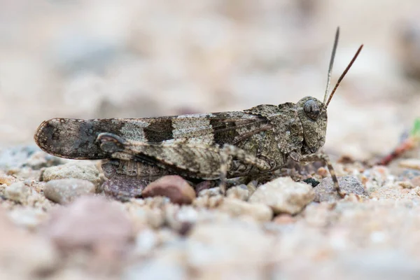 Een Close Van Een Sprinkhaan Grond — Stockfoto