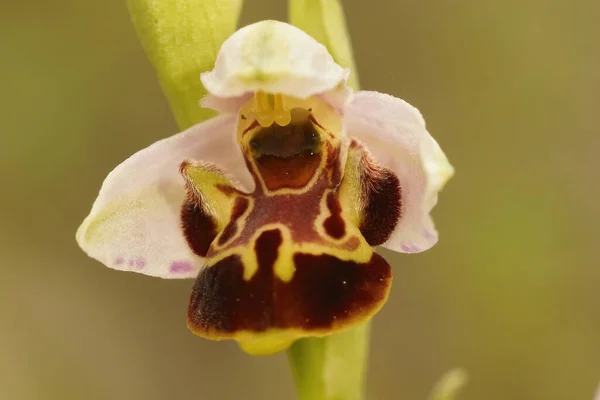 Closeup Pink Flower Woodcock Bee Orchid Ophrys Scolopax Meadwon Gard — Stock Photo, Image