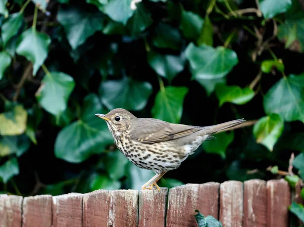 Gros Plan Grive Chantée Perchée Sur Clôture Bois — Photo