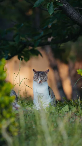 Een Selectieve Van Een Kat Een Bos — Stockfoto