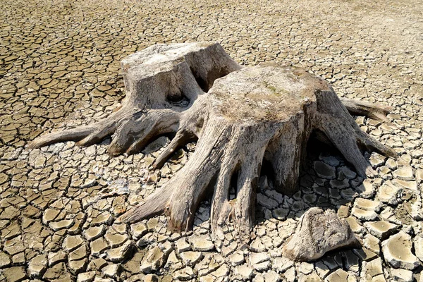 Closeup Two Stumps Dry Ground — Stock Photo, Image