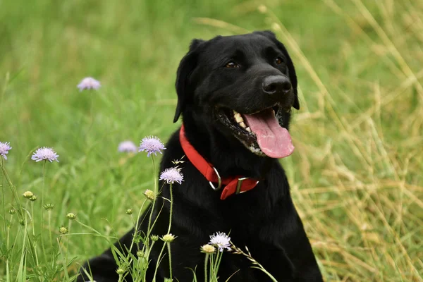 Дуже Милий Сидячий Чорний Лабрадор Собака Полі Фіолетових Квітів — стокове фото